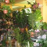 cvecara-ikebana-becej